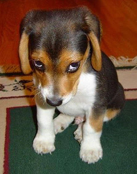 Date this good-looking Brazil girl B1942 from  B1942