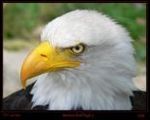 georgeous United States man  from Orlando US5138