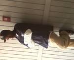 pretty United States man Crip from Dallas US7414