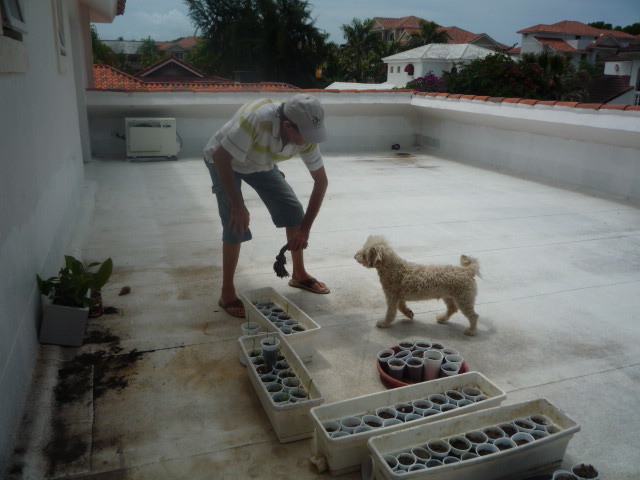 Date this nice looking Dominican Republic man Caballerojacobo from Cabarete DO10006